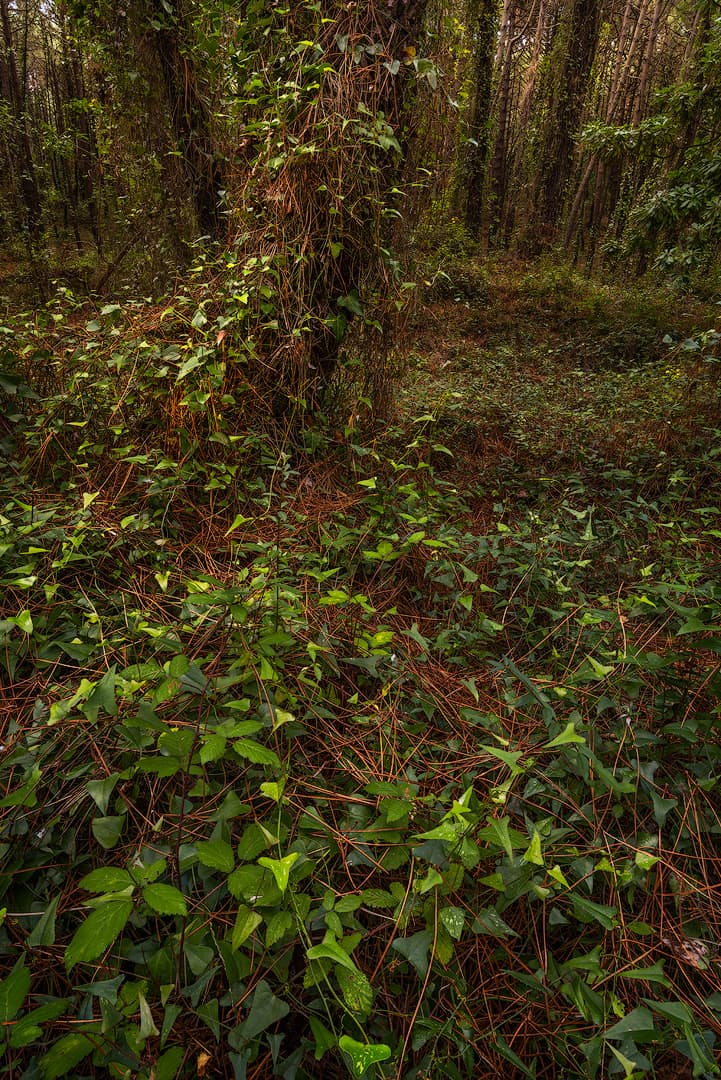 Pinares de Liencres - Northern Spain – photo by Benjamin Weise