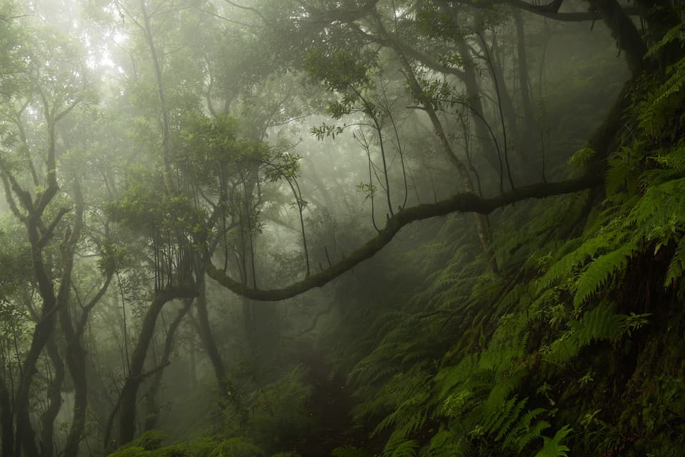 Symbiosis - Teneriffa – photo by Benjamin Weise